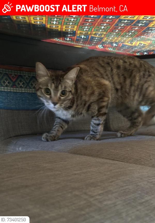 Lost Female Cat last seen Bay ct, east laurel creek road, Belmont, CA 94002