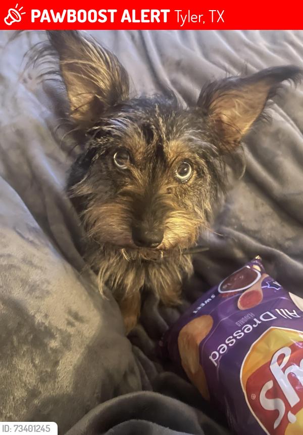 Lost Female Dog last seen Hebron & Old Longview Road, Tyler, TX 75708