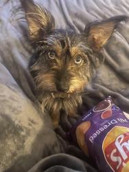 Lost Female Dog last seen Hebron & Old Longview Road, Tyler, TX 75708