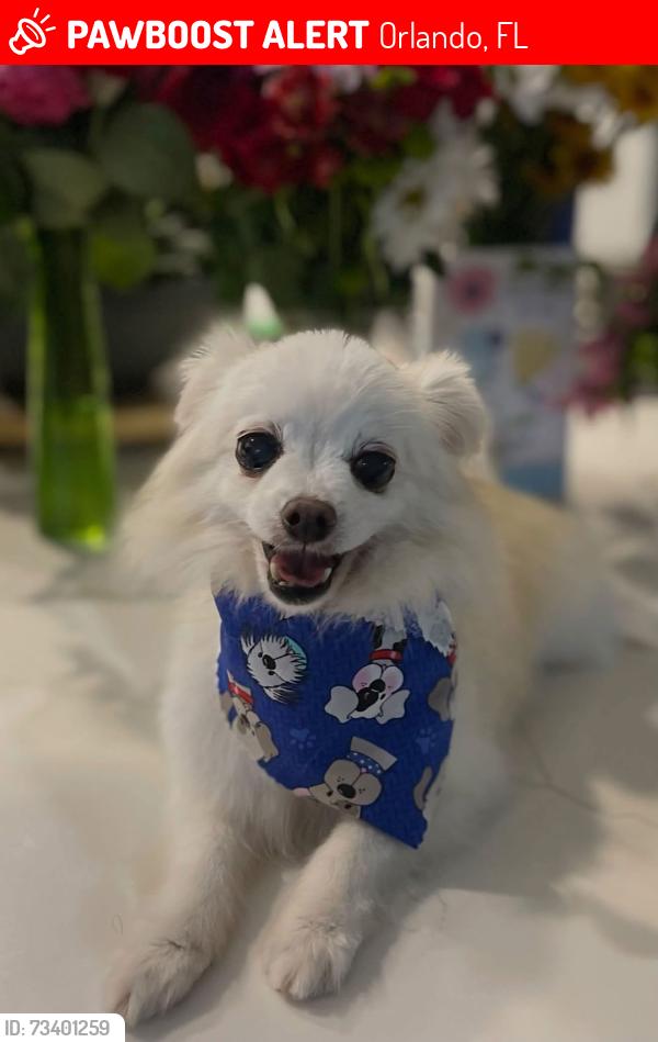 Lost Male Dog last seen Lemon lake blvd, Orlando, FL 32836