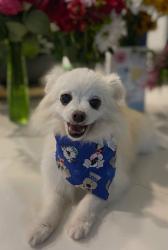Lost Male Dog last seen Lemon lake blvd, Orlando, FL 32836
