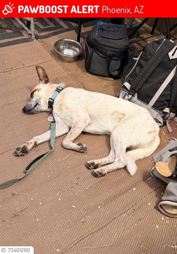 Lost Male Dog last seen 15th Lane and Cloud Road, Phoenix, AZ 85086