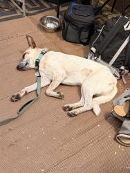 Lost Male Dog last seen 15th Lane and Cloud Road, Phoenix, AZ 85086