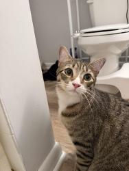 Reunited Male Cat last seen Near Isaacs St parking lot, Norwalk, CT 06850