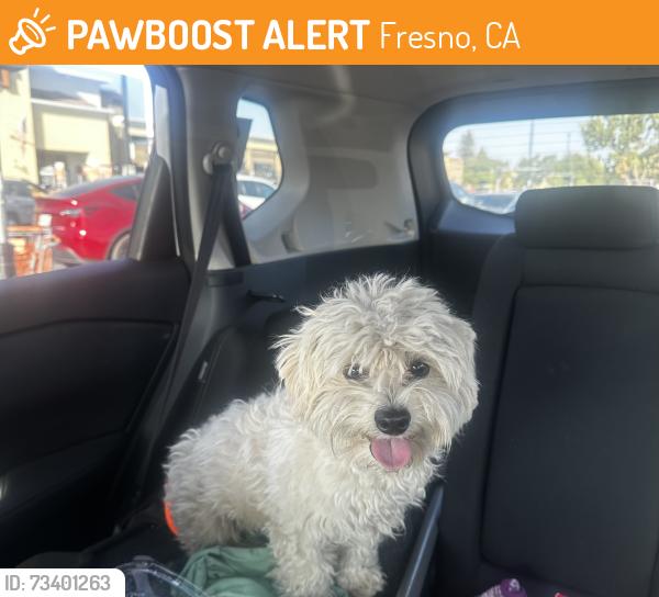 Found/Stray Male Dog last seen Bullard, Fresno, CA 93705
