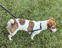 Lost Female Dog last seen World Equestrian Center, Ocala, FL 34482