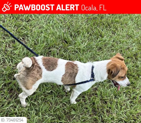 Lost Female Dog last seen World Equestrian Center, Ocala, FL 34482