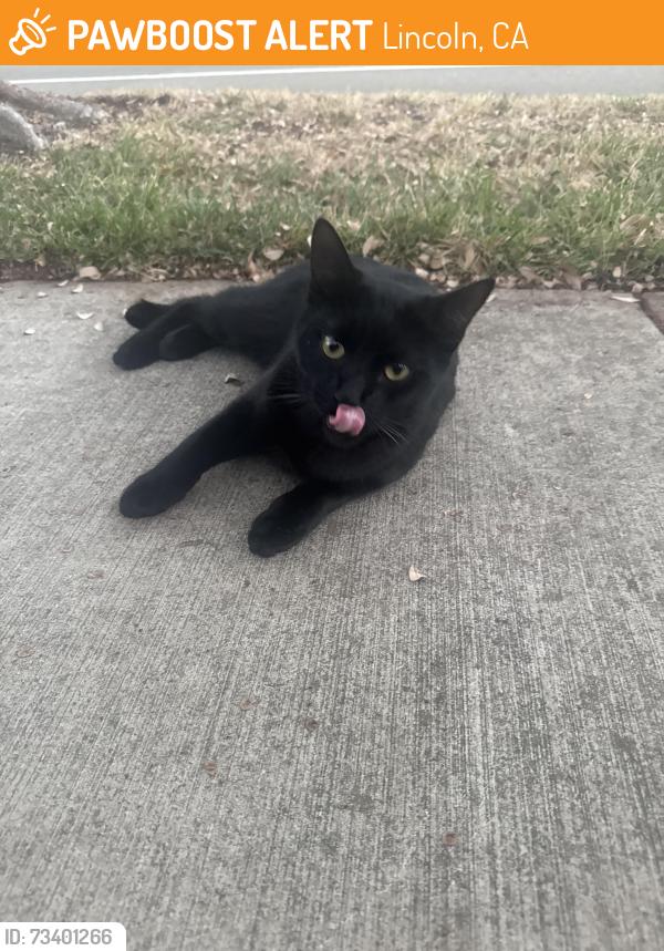 Found/Stray Unknown Cat last seen Off Barnhill lane, Lincoln, CA 95648