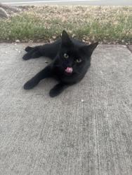 Found/Stray Unknown Cat last seen Off Barnhill lane, Lincoln, CA 95648