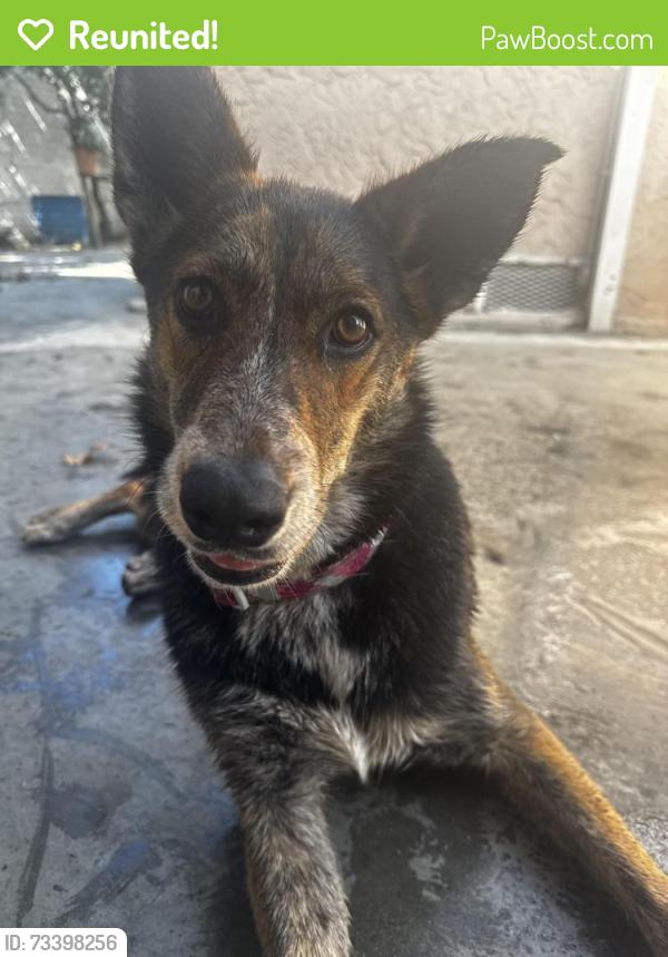 Reunited Female Dog last seen Vermont & 90th street, Los Angeles, CA 90044