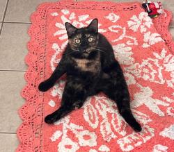 Lost Female Cat last seen Summit drive west, Charleston wv, Charleston, WV 25302
