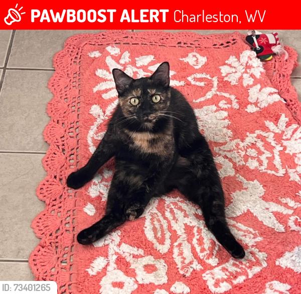 Lost Female Cat last seen Summit drive west, Charleston wv, Charleston, WV 25302