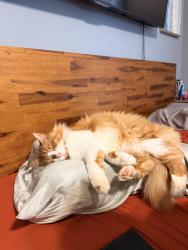 Lost Male Cat last seen Santalina trail and Capercallie, Battle Creek, MI 49014
