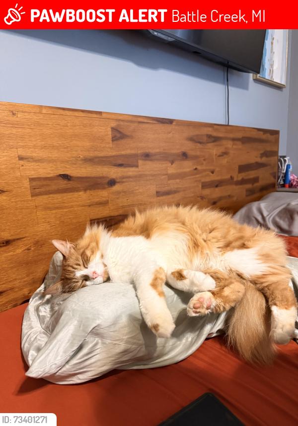 Lost Male Cat last seen Santalina trail and Capercallie, Battle Creek, MI 49014