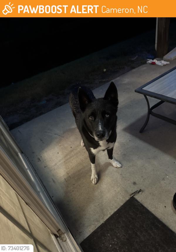 Found/Stray Male Dog last seen Lexington plantation, Cameron, NC 28326