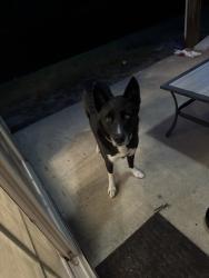 Found/Stray Male Dog last seen Lexington plantation, Cameron, NC 28326