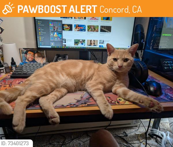 Found/Stray Male Cat last seen Laguna and Ellis, Concord, CA 94520