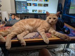 Found/Stray Male Cat last seen Laguna and Ellis, Concord, CA 94520