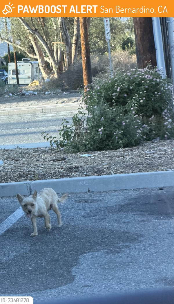 Found/Stray Unknown Dog last seen Family Dollar parking lot, San Bernardino, CA 92411