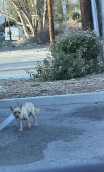 Found/Stray Unknown Dog last seen Family Dollar parking lot, San Bernardino, CA 92411