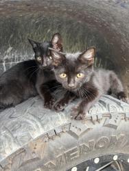 Reunited Female Cat last seen Church, Maryville, TN 37801