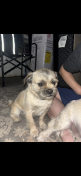 Lost Male Dog last seen Near W Tennessee Ave Denver, CO 80223 United States, Denver, CO 80223