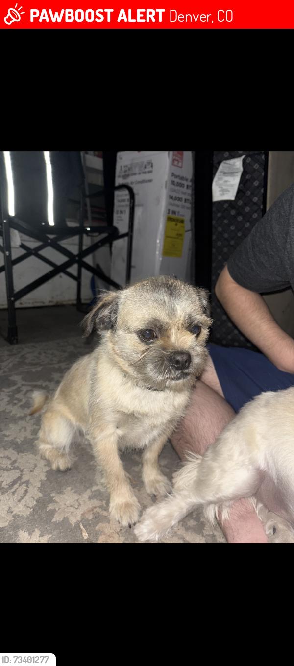 Lost Male Dog last seen Near W Tennessee Ave Denver, CO 80223 United States, Denver, CO 80223