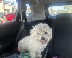 Found/Stray Male Dog last seen Weber and Clinton, Fresno, CA 93705