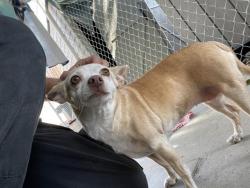 Shelter Stray Female Dog last seen Near BLOCK ALTURA DR, PERRIS, CA, 227 N D St, Perris, CA 92570, USA