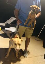 Found/Stray Male Dog last seen Jeff Davis, Tyler, TX 75703