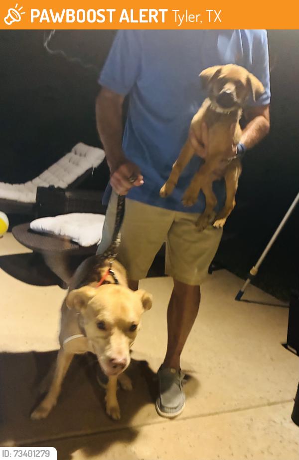 Found/Stray Male Dog last seen Jeff Davis, Tyler, TX 75703