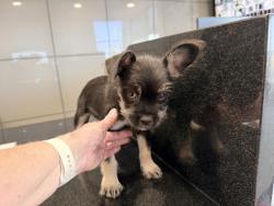Shelter Stray Female Dog last seen Near BLOCK S REDLANDS AVE, PERRIS, CA, 227 N D St, Perris, CA 92570, USA