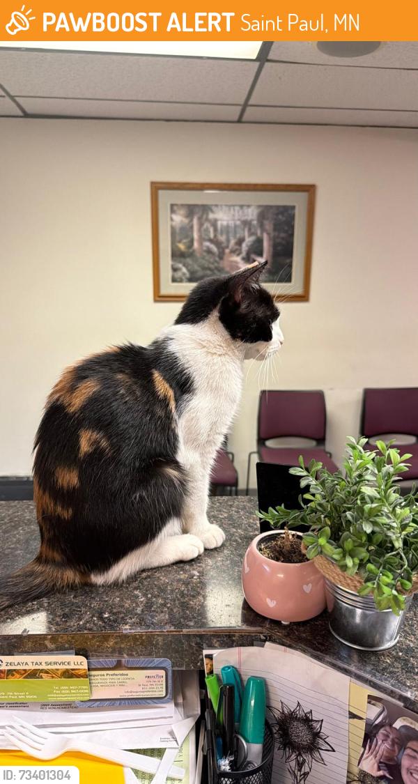 Found/Stray Unknown Cat last seen Near Seventh St E San Pablo, MN 55106 Estados Unidos, Saint Paul, MN 55106