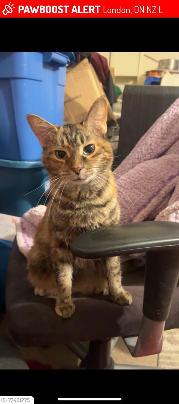 Lost Female Cat last seen Pondmills and deveron, London, ON N5Z 4L7
