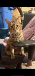 Lost Female Cat last seen Pondmills and deveron, London, ON N5Z 4L7