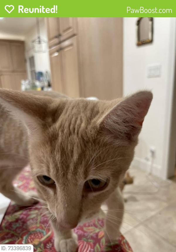 Reunited Male Cat last seen Idaho, Escondido, CA 92025