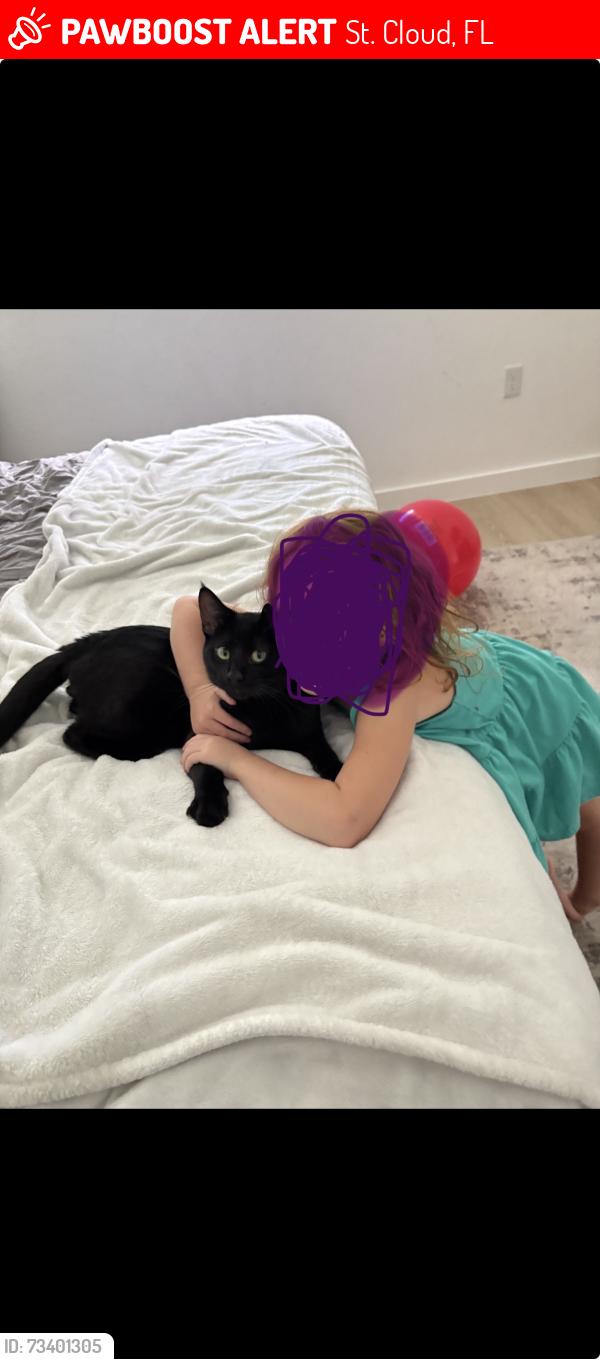 Lost Male Cat last seen Old hickory and stellar drive, St. Cloud, FL 34772