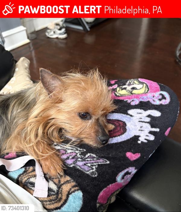 Lost Female Dog last seen Park Ave, Philadelphia, PA 19120