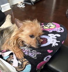 Lost Female Dog last seen Park Ave, Philadelphia, PA 19120
