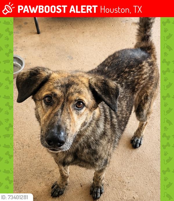 Lost Male Dog last seen Pinetrails neighborhood, Houston, TX 77049