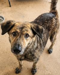 Lost Male Dog last seen Pinetrails neighborhood, Houston, TX 77049