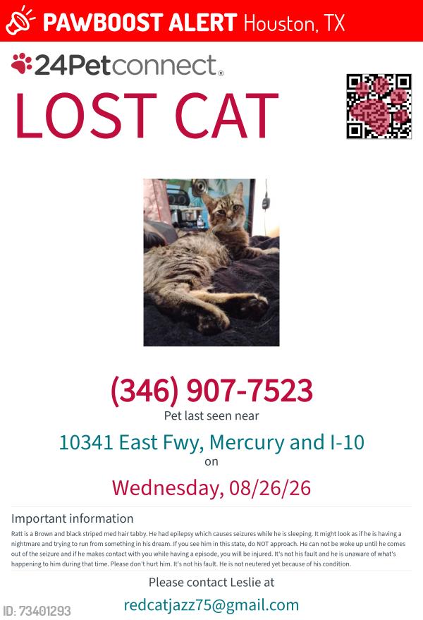 Lost Male Cat last seen Mercury and I-10, Houston, TX 77029