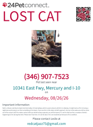 Lost Male Cat last seen Mercury and I-10, Houston, TX 77029