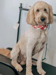 Lost Male Dog last seen Cottage hill and Cody Rd, Mobile, AL 36695