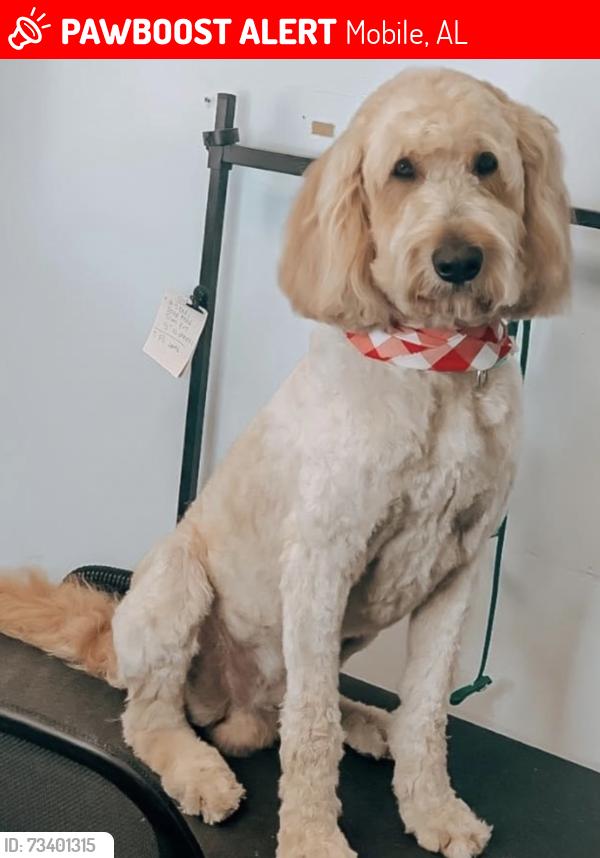 Lost Male Dog last seen Cottage hill and Cody Rd, Mobile, AL 36695