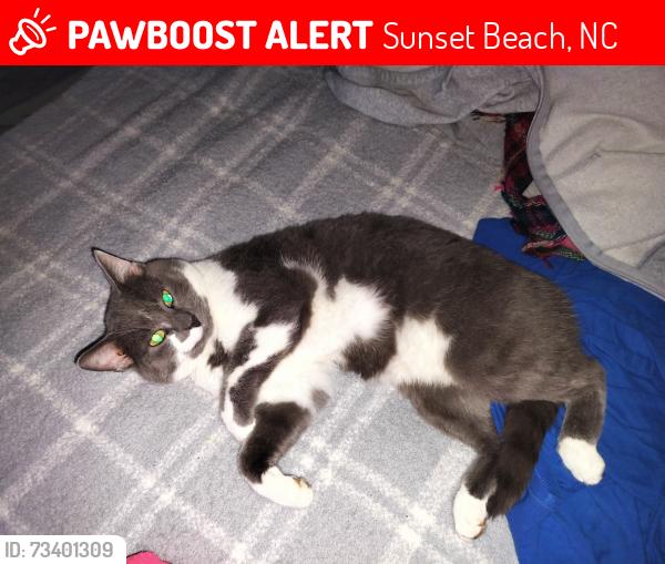 Lost Male Cat last seen Pine Bur acres, Sunset Beach, NC 28468