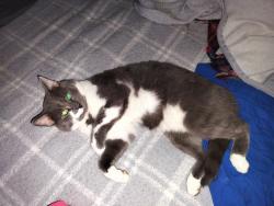 Lost Male Cat last seen Pine Bur acres, Sunset Beach, NC 28468