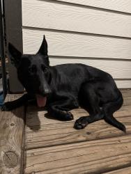 Found/Stray Female Dog last seen Airline, Houston, TX 77022