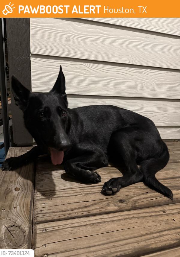 Found/Stray Female Dog last seen Airline, Houston, TX 77022