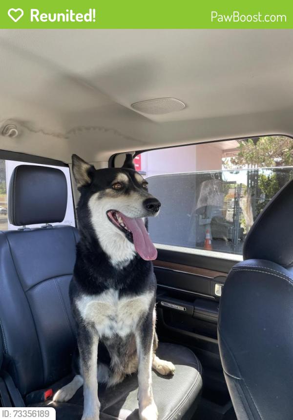 Reunited Female Dog last seen Cluff Ave, Lodi, Lodi, CA 95240